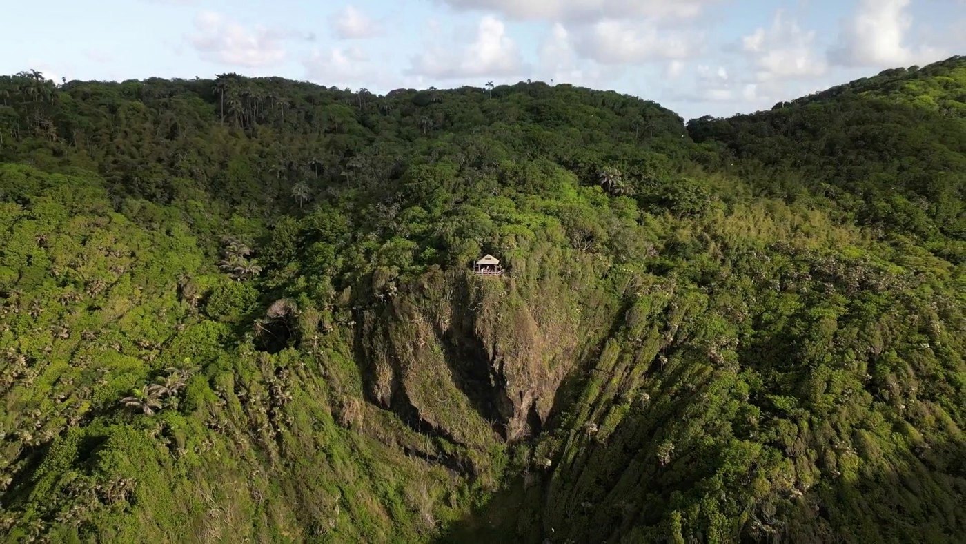 The Main Ridge rainforest